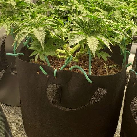 OG Kush growlog timeline photo