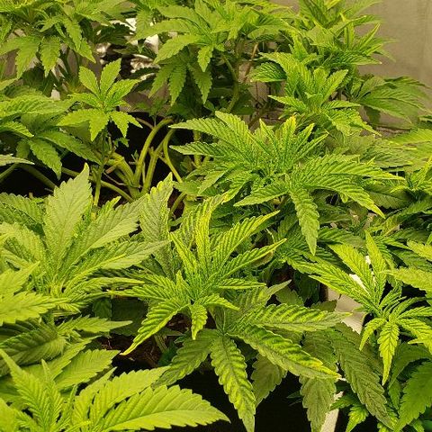 Robert Stack OG growlog timeline photo