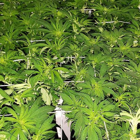 Blueberry growlog timeline photo