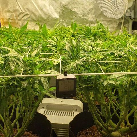 OG Kush growlog timeline photo