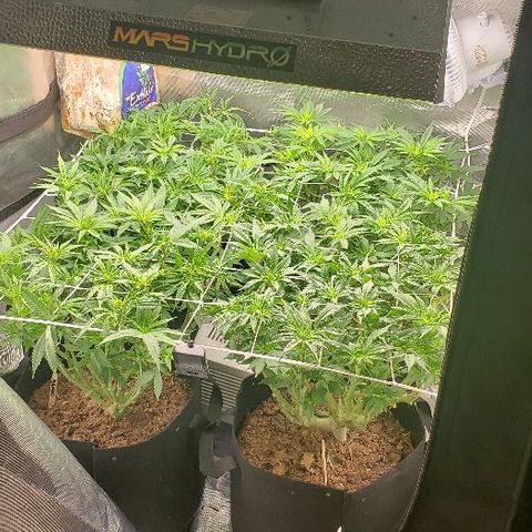 Robert Stack OG growlog timeline photo