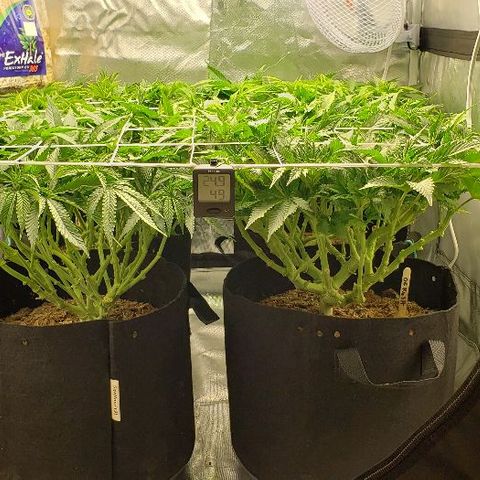 OG Kush growlog timeline photo