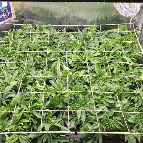 OG Kush growlog timeline photo