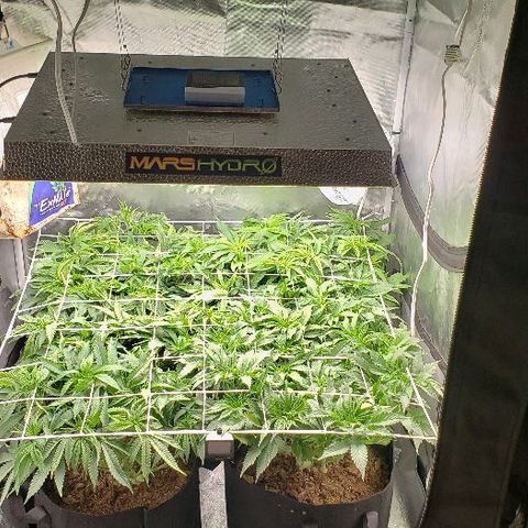 OG Kush growlog timeline photo