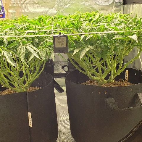 OG Kush growlog timeline photo