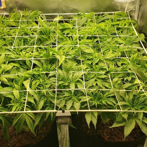OG Kush growlog timeline photo