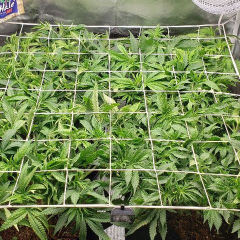 OG Kush growlog timeline photo