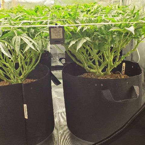 OG Kush growlog timeline photo