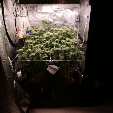 BC Mango growlog timeline photo