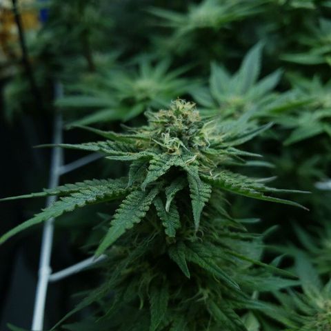 BC Mango growlog timeline photo