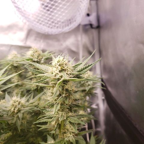 BC Mango growlog timeline photo