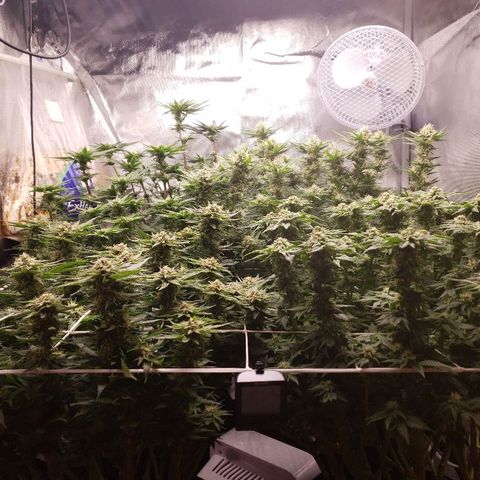 BC Mango growlog timeline photo