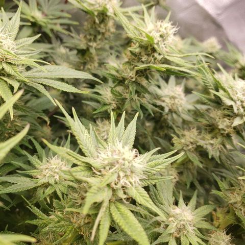 BC Mango growlog timeline photo