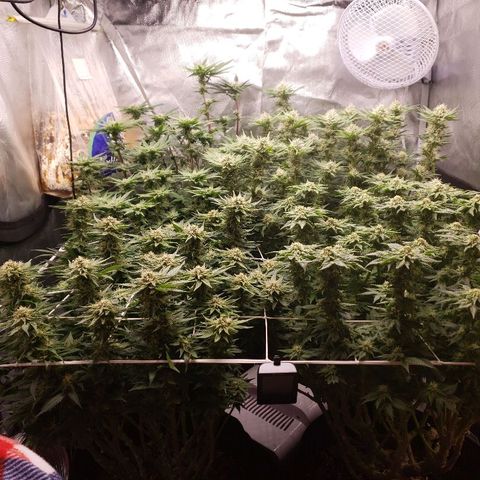 BC Mango growlog timeline photo