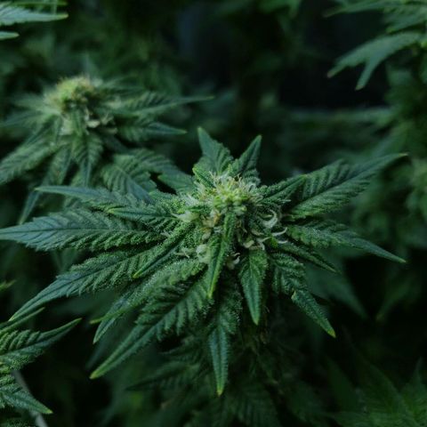 BC Mango growlog timeline photo