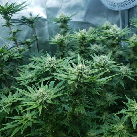 BC Mango growlog timeline photo