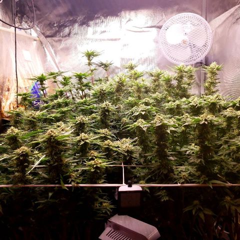 BC Mango growlog timeline photo