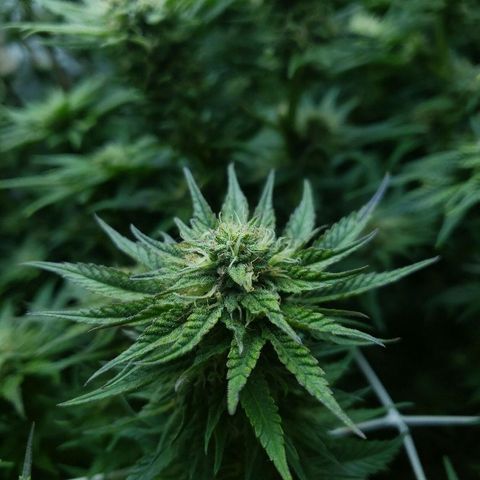 BC Mango growlog timeline photo