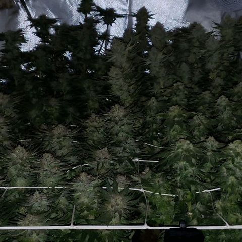 BC Mango growlog timeline photo