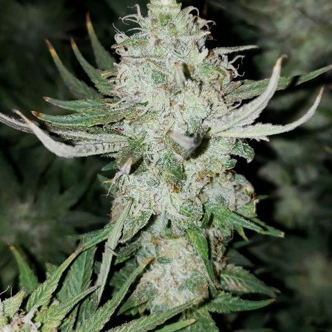 BC Mango growlog timeline photo