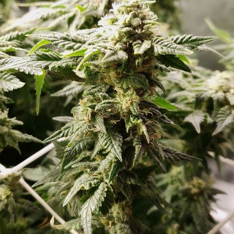 BC Mango growlog timeline photo