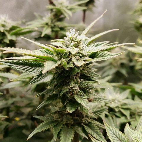 BC Mango growlog timeline photo