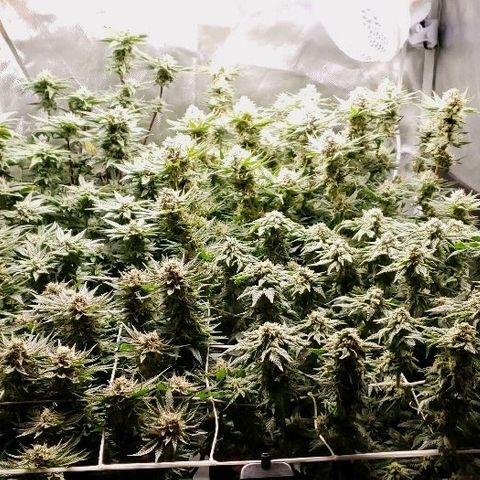 BC Mango growlog timeline photo