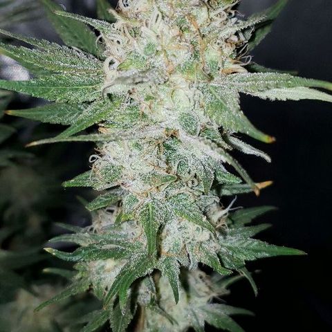 BC Mango growlog timeline photo