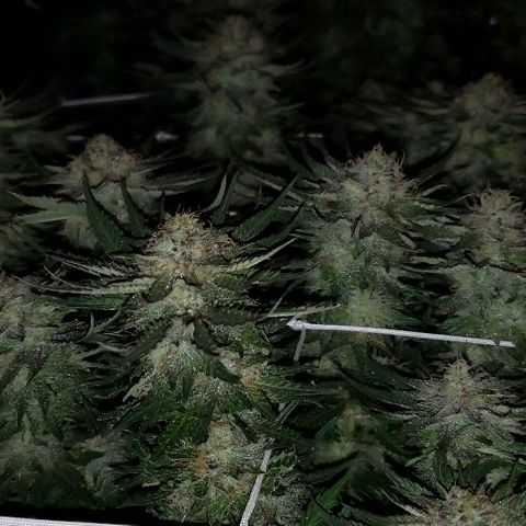 BC Mango growlog timeline photo