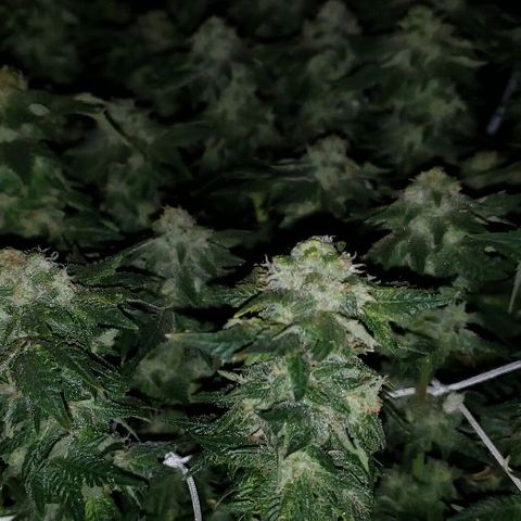 BC Mango growlog timeline photo