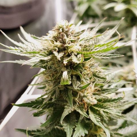BC Mango growlog timeline photo