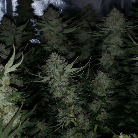 BC Mango growlog timeline photo