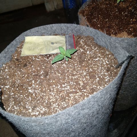 Ultimate growlog timeline photo