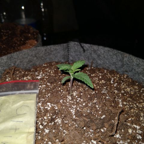 Ultimate growlog timeline photo