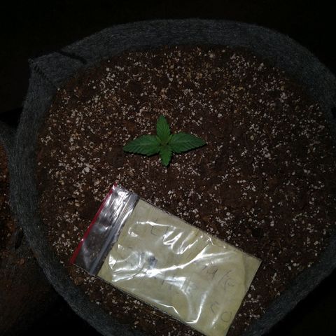 Ultimate growlog timeline photo