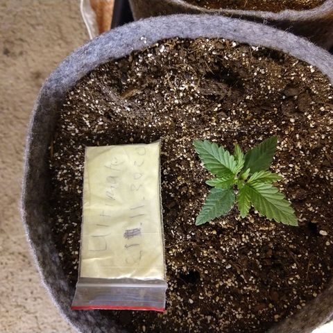 Ultimate growlog timeline photo