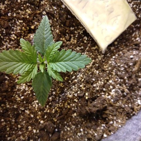 Ultimate growlog timeline photo