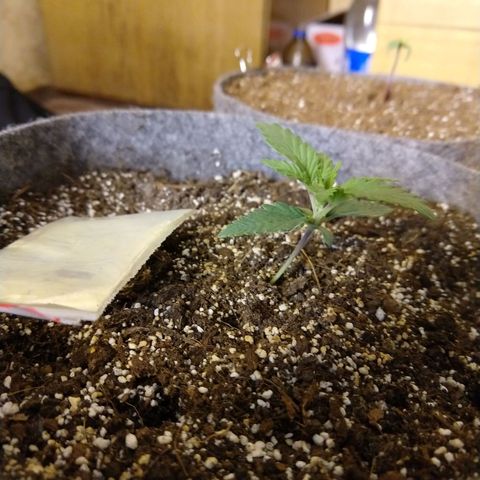 Ultimate growlog timeline photo