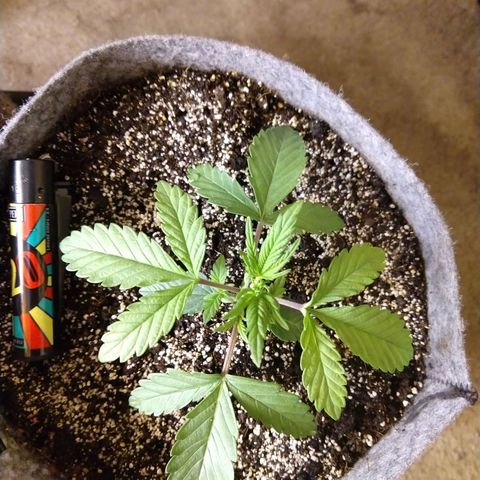 Ultimate growlog timeline photo