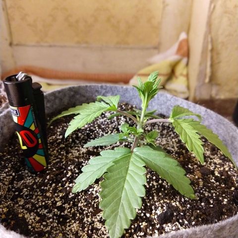 Ultimate growlog timeline photo