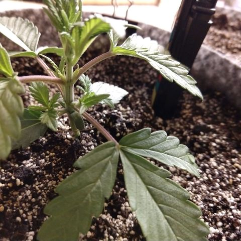 Ultimate growlog timeline photo