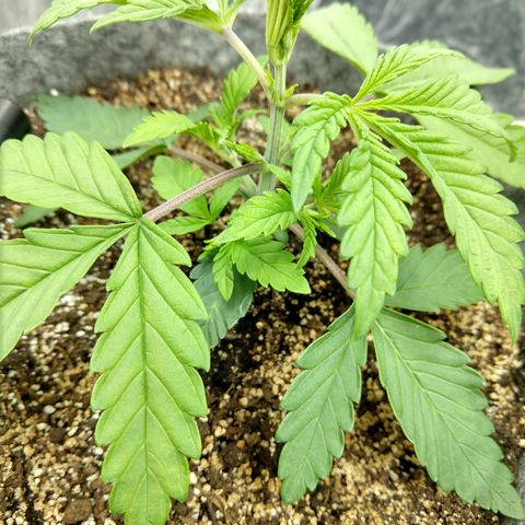 Ultimate growlog timeline photo