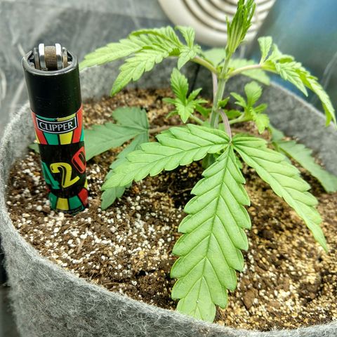 Ultimate growlog timeline photo