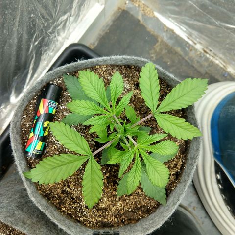 Ultimate growlog timeline photo