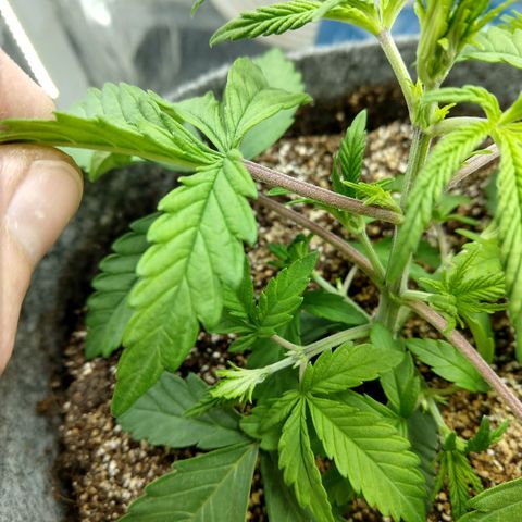 Ultimate growlog timeline photo