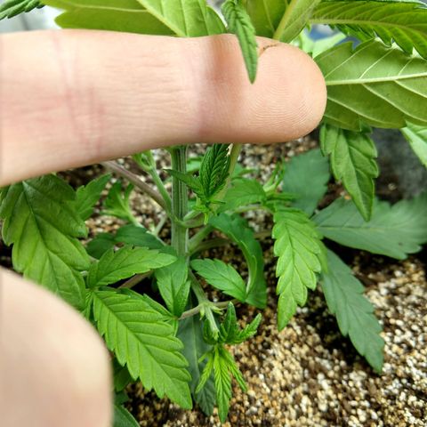 Ultimate growlog timeline photo