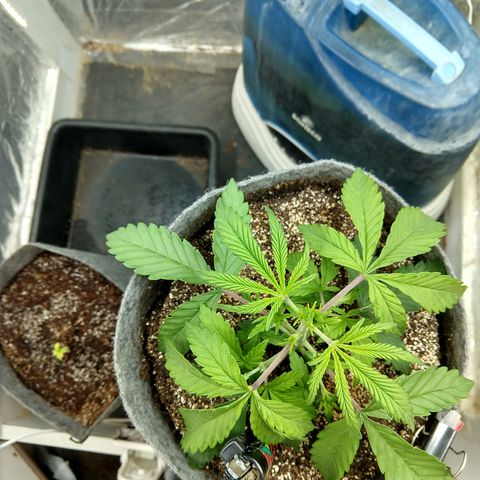 Ultimate growlog timeline photo