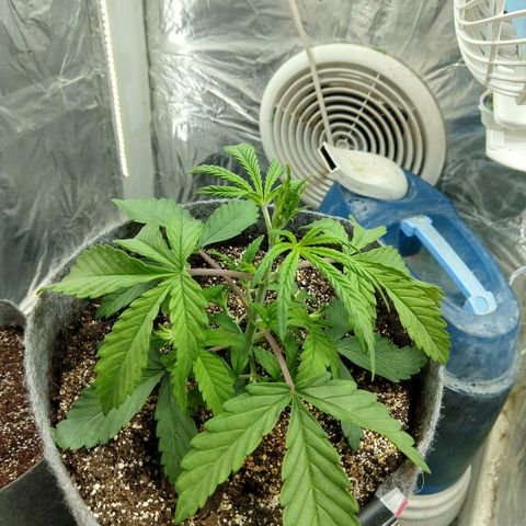 Ultimate growlog timeline photo
