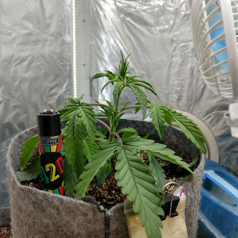 Ultimate growlog timeline photo