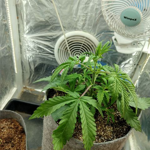 Ultimate growlog timeline photo